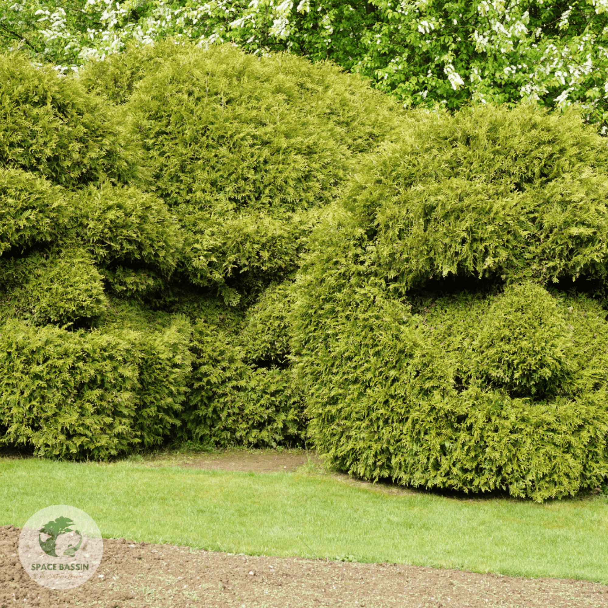 Entretien d'un jardin à Andernos
